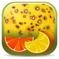 Citrus Diseases Key